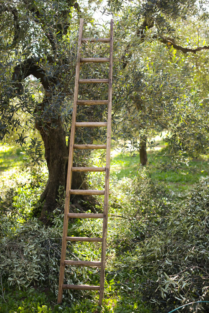 Garlic Extra Virgin Olive Oil Ceramic