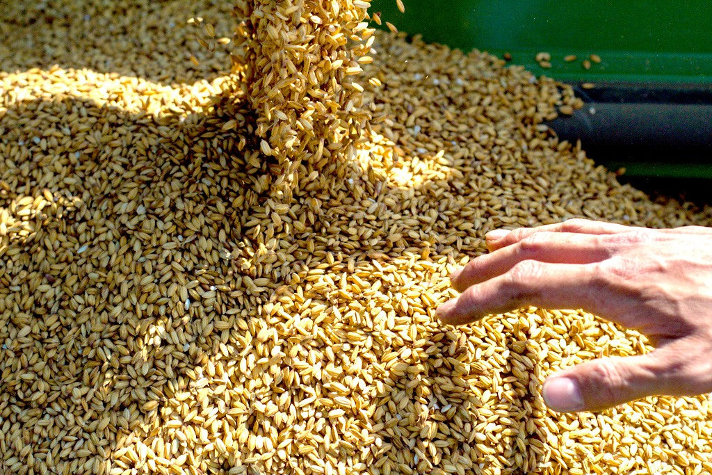 Carnaroli Rice
