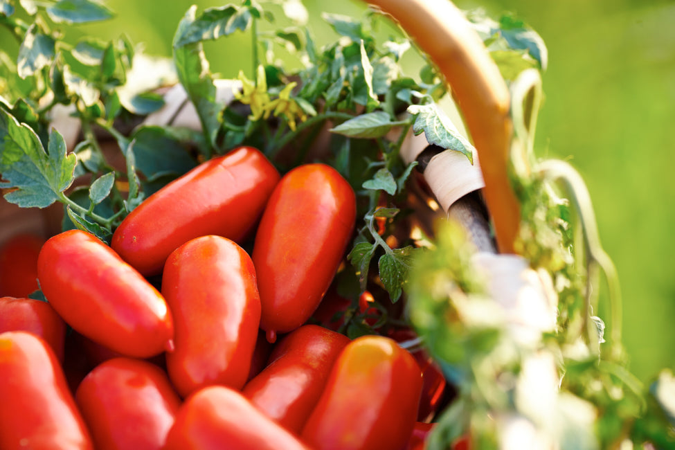 Marinara Tomato Sauce with Oregano